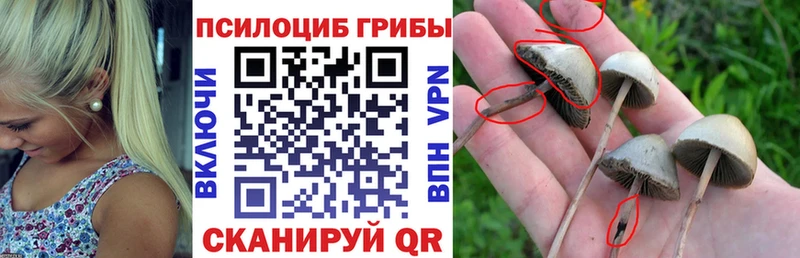 наркотики  Кострома  Псилоцибиновые грибы Psilocybe 